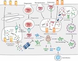 Image result for Antigen Processing