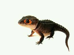 22 Dragon Pets Ideas Lizard Pets Reptiles And Amphibians