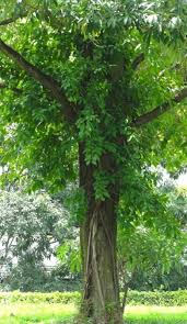 Image result for Ficus virens