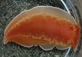 Image result for Tritonia