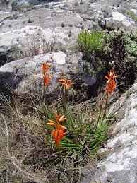 Image result for Aloe inyangensis