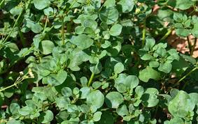 Image result for Trianthema