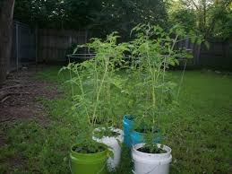 A 5 gallon bucket, wooden or plastic, is usually about right for most varieties of tomatoes. Tpg S Ultimate Guide To Growing Tomatoes The Plant Gallery