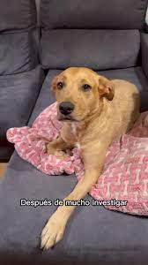 Desventajas de dejar dormir a tu perro en la cama | TikTok