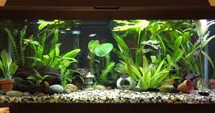 20 Gallon Long Tank Asian South American Theme Currently Stocked With Five Black Phantom Tetras Five Emerald Freshwater Aquarium Aquascape American Theme