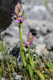 Image result for Ficalhoa