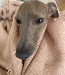 This breed was a favorite by catherine the great of russia. Italian Greyhound Colors An Overview With The Cutest Photos