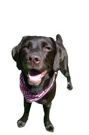 Dog Barking Sticker By Tales Tails For Ios Android Giphy Latest and popular dog barking gifs on primogif.com. dog barking sticker by tales tails for