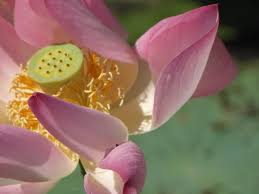 Image result for Lotus wildii
