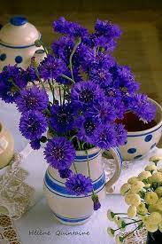 Petit Dejeuner Bleu Beautiful Rose Flowers Beautiful Flowers Pretty Flowers