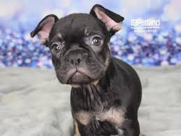 We want our bulldogs to become apart of your family from day one. Visit Our French Bulldog Puppies For Sale Near Kansas City Missouri