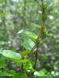 Image result for Tragia hildebrandtii