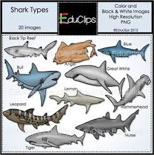 Black And White Shark Teeth Clipart Shark Types Clip Art Bundle Educlips Clipart Shark Art Bundle Bull Shark