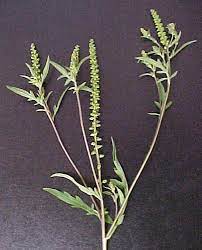 Every ragweed pollen allergy season, he suffers from itchy, watery eyes and stuffy nose. Short Ragweed Allergy Info Stallergenes Greer