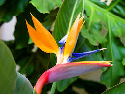 Check spelling or type a new query. 40 Best Tropical Flowers You Should Know With Pictures Florgeous