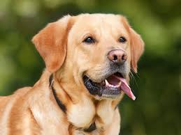 Wenn menschen emotional vernachlässigt werden entziehung von reizen und zuwendung fehlen von akustischer und optischer stimulation personalmangel in. Wobbler Syndrom Beim Hund Tierfreund