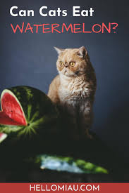 Unlike people and dogs, protein is the main energy source in cats' diets. Cats Archives Hello Miau