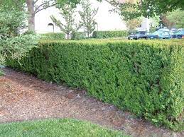 Plant Photo Of Myrsine Africana African Boxwood Landscape Plan Plants Cottage Garden