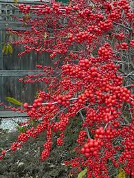 Pin On Garden Advice