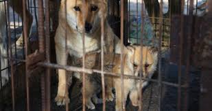 Maybe you would like to learn more about one of these? Dog And Cat Meat Trade Prohibition Act Animal Welfare Institute