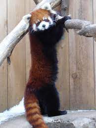 Standing Panda Redpanda Red Panda Panda Love Panda Bear