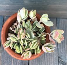 Image result for Crassula alticola