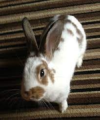 Check spelling or type a new query. White And Brown Rabbit Cute Animals Pet Rabbit Care Pet Bunny