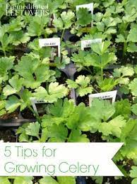 5 Tips For Growing Celery Premeditated Leftovers Growing Celery Container Gardening Vegetables Growing Gardens