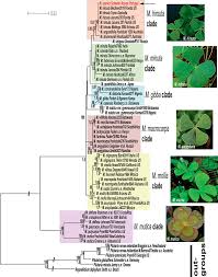 Image result for Marsilea aegyptiaca