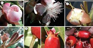 Image result for Eugenia aschersoniana