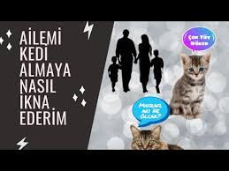 Ailemizi Kedi Almaya Nasil Ikna Ederiz Youtube