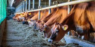 Copper Are We Feeding More Than What Is Needed For Dairy Cattle Nutrition Zinpro