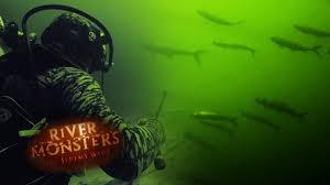 The golden dorado is a large species of fish native to south america. Swimming With A Swarm Of Tiger Fish Tiger Fish River Monsters Youtube