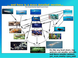 Not all energy is transferred from one trophic level to another. Coral Reef