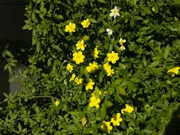 Check spelling or type a new query. Rebirth Of A Rose And Garden Central Texas Gardener