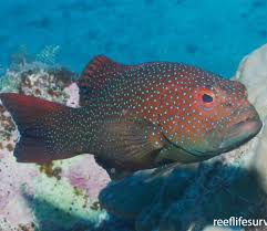 Image result for Corallocarpus poissonii