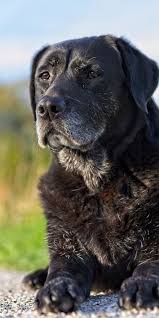 As they say, when in doubt, have a vet check it out. that's true whether the discomfort is related to canine lymphoma or any other condition. 20 Most Cutest Labrador Retriever Dog Cancer Labrador Retriever Lymphoma In Dogs