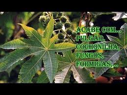 Ache na tabela todas regiões e cidades ligadas ao prefixo ddd 38. Pin Em Growing Vegetables
