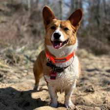 Pet vet is a group of professional animal caregivers assembled by dr. Pet Vet Express Updated Covid 19 Hours Services 10 Photos 16 Reviews Veterinarians 728 Joliet St Dyer In Phone Number Yelp