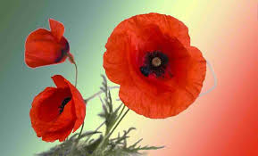 6 flores silvestres fáciles de cultivar en casa