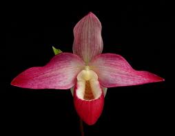 Image result for Cyphia richardsiae