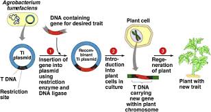 The introduction of a transgene, in a process known as transgenesis, has the potential to change the phenotype of an organism. Transgenic Plants Types Benefits Public Concerns And Future Sciencedirect