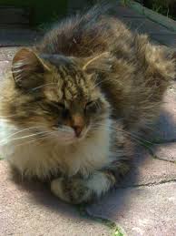 Foca Nin Kedileri Kedi