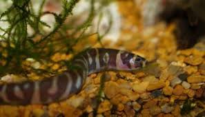 Loaches Love To Snack On Snails - Youtube