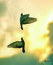 Pin By مسلمة On Amazing Click S Cute Animals Animals Anime Art