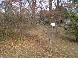 Image result for Diospyros inhacaensis