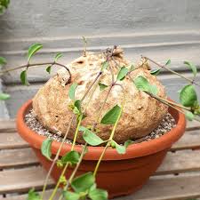 Image result for Raphionacme