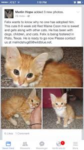 They are loved and well cared for, healthy and up to date on vaccines. Merlin S Hope Rescue On Twitter Maine Coon Kitten Available For Adoption Adoptapet Meow Cat Cuteasabutton Http T Co Dgrpidvdsm