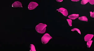 Fan club gif abyss flowers. Falling Flowers Animated Animations Page 1 Line 17qq Com