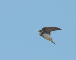 It has a wide range in summer, embracing practically the whole of europe and the mediterranean countries. Sand Martin What Bird Is This